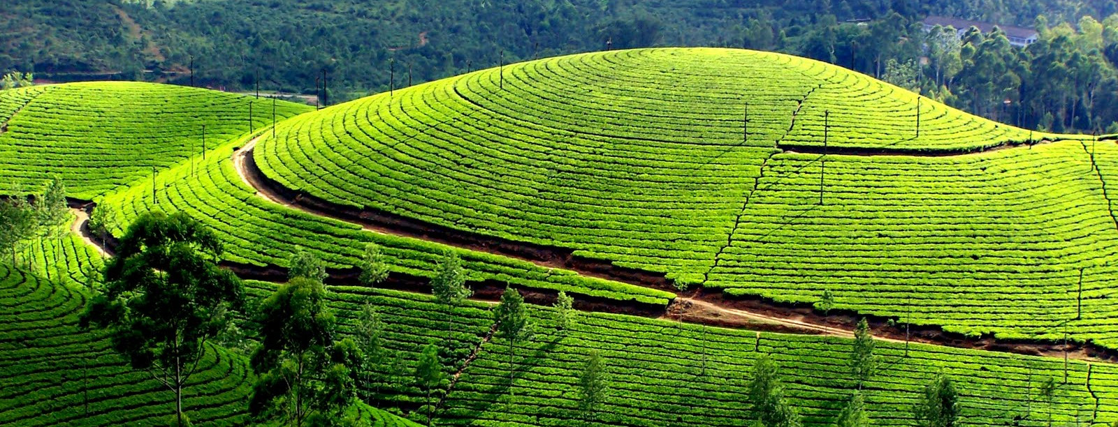 Munnar Hillstation